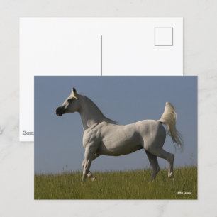 Bob Langrish   Grey Arab Stallion In Field Postcard