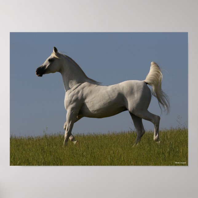 Bob Langrish | Grey Arab Stallion In Field Poster (Front)