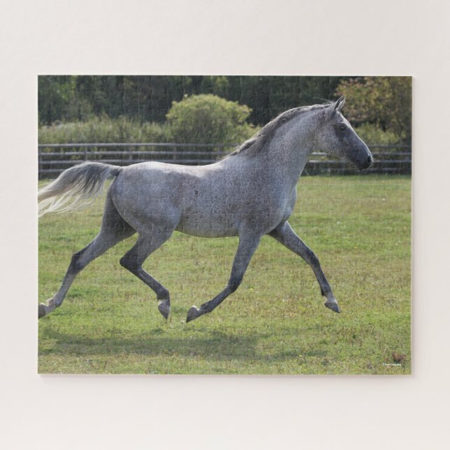Bob Langrish | Grey Arab Stallion Running Backlit Jigsaw Puzzle (Horizontal)
