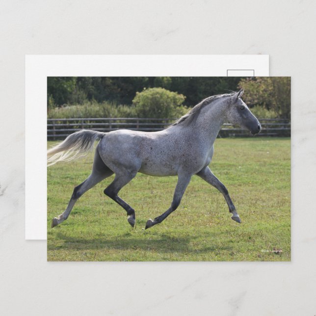 Bob Langrish | Grey Arab Stallion Running Backlit Postcard (Front/Back)