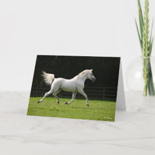 Bob Langrish   Grey Arab Stallion Running Card