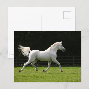 Bob Langrish   Grey Arab Stallion Running Postcard