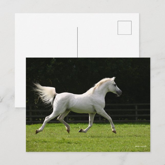 Bob Langrish | Grey Arab Stallion Running Postcard (Front/Back)