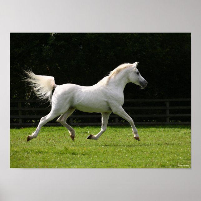 Bob Langrish | Grey Arab Stallion Running Poster (Front)