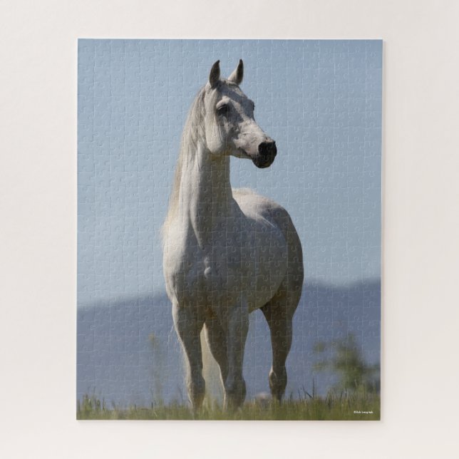 Bob Langrish | Grey Arab Stallion Standing Jigsaw Puzzle (Vertical)