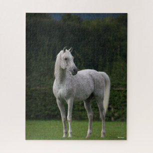 Bob Langrish Grey Arab Stallion Standing Jigsaw Puzzle