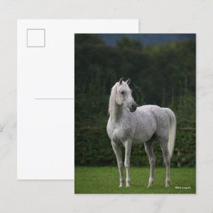 Bob Langrish   Grey Arab Stallion Standing Postcard