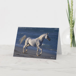 Bob Langrish   Grey Arab Stallion Walking On Beach Card