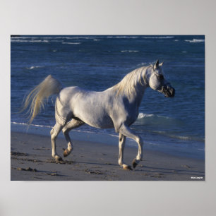 Bob Langrish   Grey Arab Stallion Walking On Beach Poster
