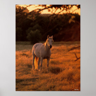 Bob Langrish   Grey Arab Standing at Sunset Poster