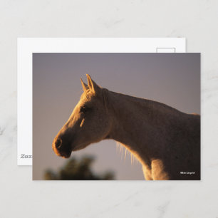 Bob Langrish Grey Arab Standing Backlit Headshot Postcard