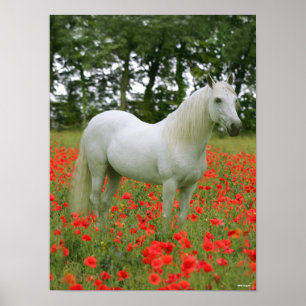 Bob Langrish   Grey Arab standing In Red Flowers Poster
