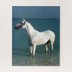 Bob Langrish   Grey Arab Standing In The Sea Jigsaw Puzzle