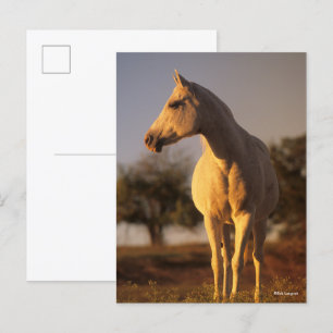 Bob Langrish   Grey Arab Standing Postcard