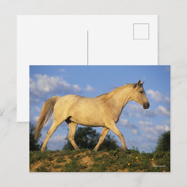 Bob Langrish | Grey Arab Walking Postcard (Front/Back)