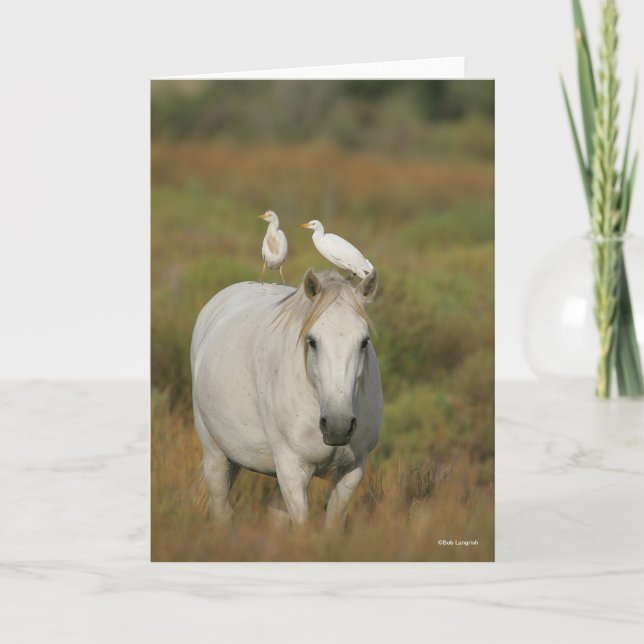 Bob Langrish | Grey Camargue Horse with Two Birds Card (Front)