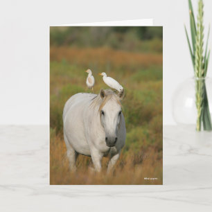 Bob Langrish   Grey Camargue Horse with Two Birds Card