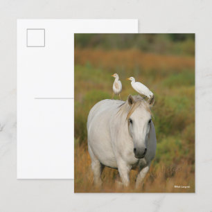 Bob Langrish Grey Camargue Horse with Two Birds Postcard
