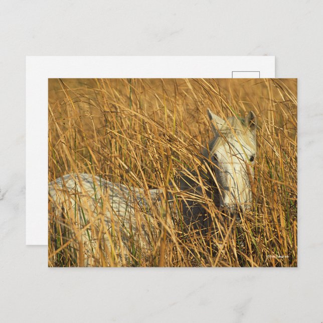 Bob Langrish | Grey Camargue Pony Lying In Reeds Postcard (Front/Back)