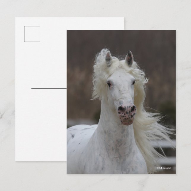 Bob Langrish | Grey Friesian Appaloosa headshot Postcard (Front/Back)