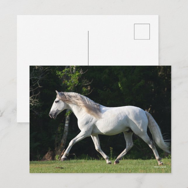 Bob Langrish | Grey Lusitano Stallion Postcard (Front/Back)