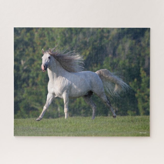 Bob Langrish | Grey Lusitano Stallion Running Jigsaw Puzzle (Horizontal)