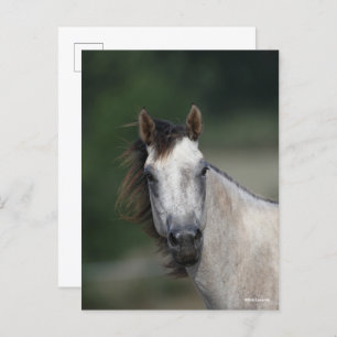 Bob Langrish Grey Quarter Horse headshot Postcard