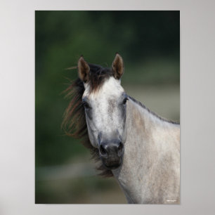 Bob Langrish   Grey Quarter Horse headshot Poster
