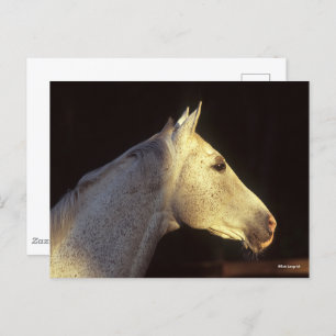 Bob Langrish Grey Thoroughbred Stallion Headshot Postcard