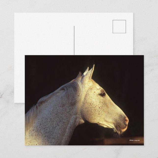 Bob Langrish | Grey Thoroughbred Stallion Headshot Postcard (Front/Back)