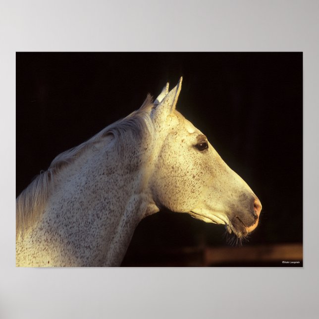 Bob Langrish | Grey Thoroughbred Stallion Headshot Poster (Front)