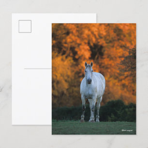 Bob Langrish   Grey Warmblood Standing Autumn Postcard