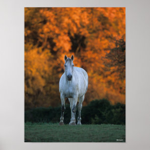Bob Langrish   Grey Warmblood Standing Autumn Poster
