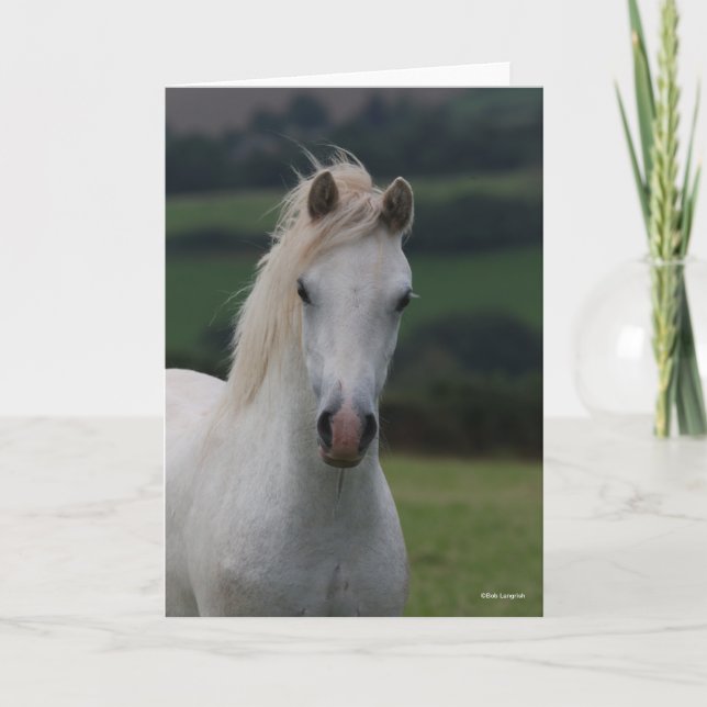 Bob Langrish | Grey Welsh Pony Headshot Card (Front)