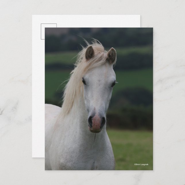 Bob Langrish | Grey Welsh Pony Headshot Postcard (Front/Back)