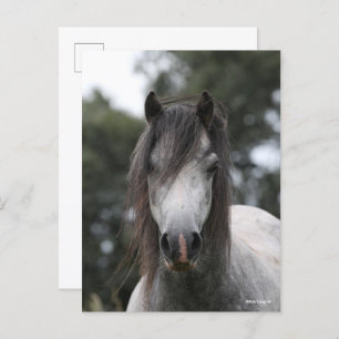 Bob Langrish   Grey Welsh Pony Headshot Postcard