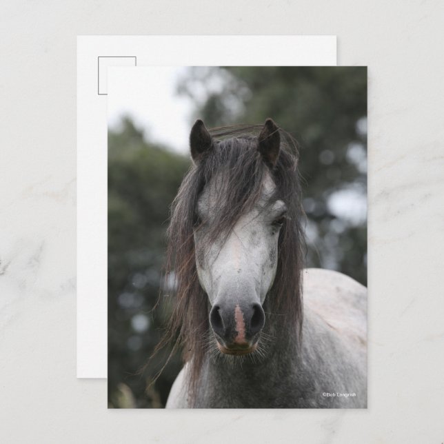 Bob Langrish | Grey Welsh Pony Headshot Postcard (Front/Back)