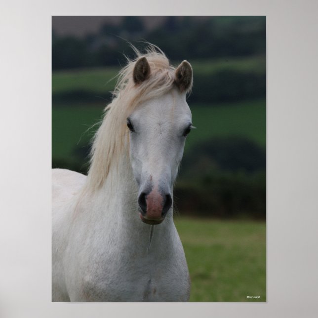 Bob Langrish | Grey Welsh Pony Headshot Poster (Front)