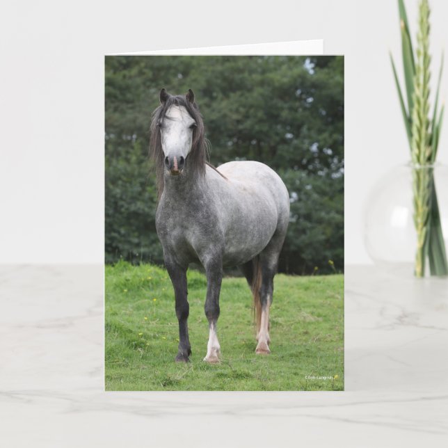 Bob Langrish | Grey Welsh Pony Standing Card (Front)