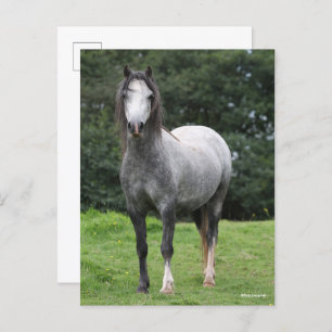 Bob Langrish Grey Welsh Pony Standing Postcard