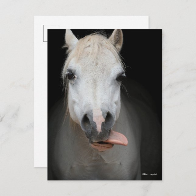 Bob Langrish | Grey Welsh Pony Tongue Out Headshot Postcard (Front/Back)