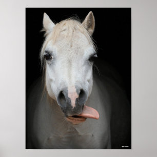 Bob Langrish   Grey Welsh Pony Tongue Out Headshot Poster