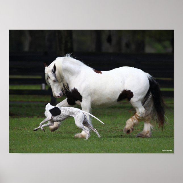 Bob Langrish Gypsy Vanner and Dog Running Together Poster (Front)