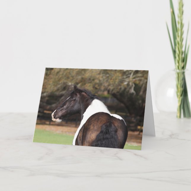 Bob Langrish | Gypsy Vanner Headshot Card (Front)