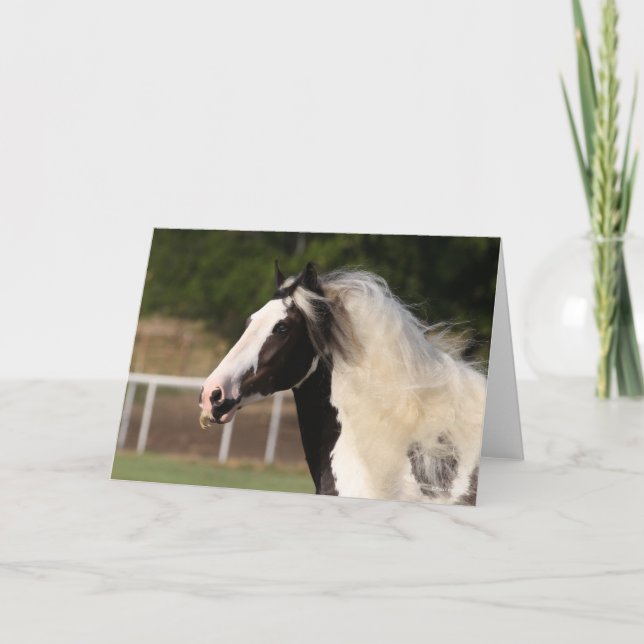 Bob Langrish | Gypsy Vanner Headshot Card (Front)