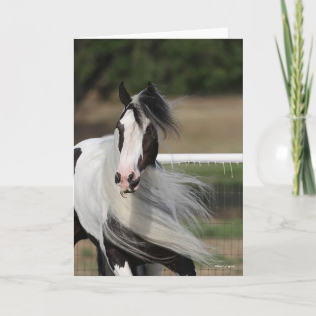 Bob Langrish | Gypsy Vanner Headshot Mane Flowing Card (Front)