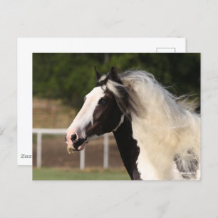 Bob Langrish Gypsy Vanner Headshot Postcard