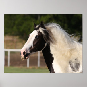 Bob Langrish Gypsy Vanner Headshot Poster