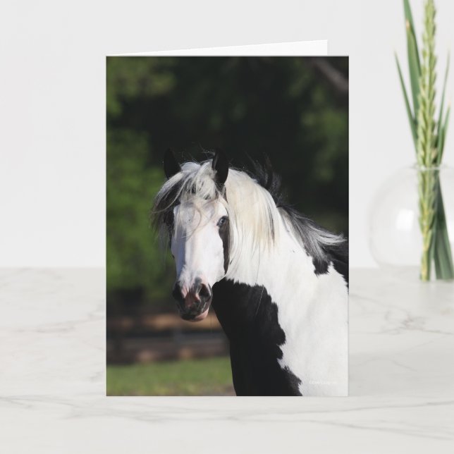 Bob Langrish | Gypsy Vanner Horse Headshot Card (Front)