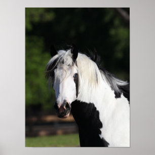 Bob Langrish   Gypsy Vanner Horse Headshot Poster